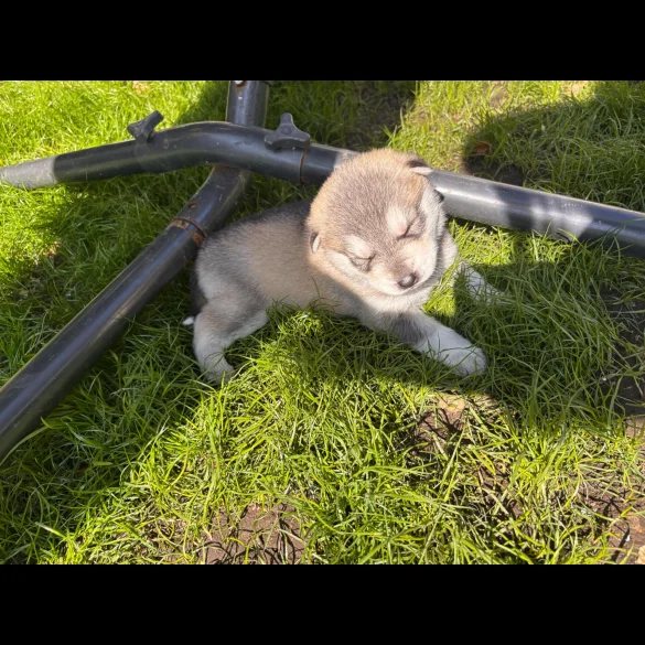 Siberian Husky - Both
