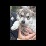 Siberian Husky - Both