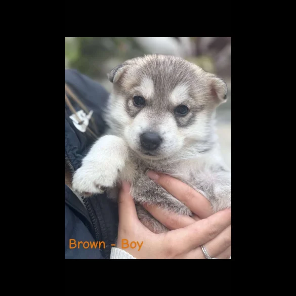 Siberian Husky - Both