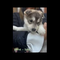 Siberian Husky - Both