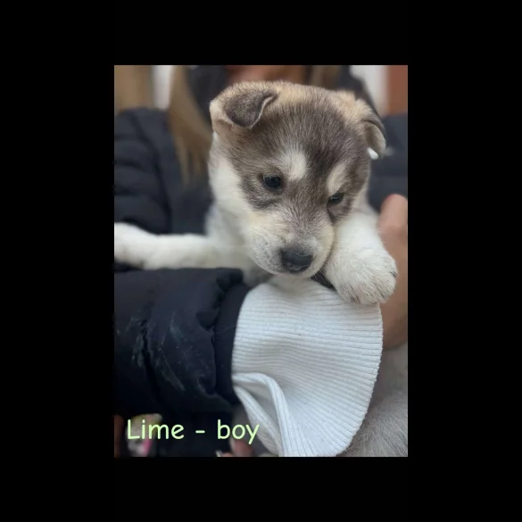 Siberian Husky - Both