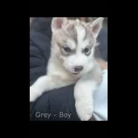 Siberian Husky - Both