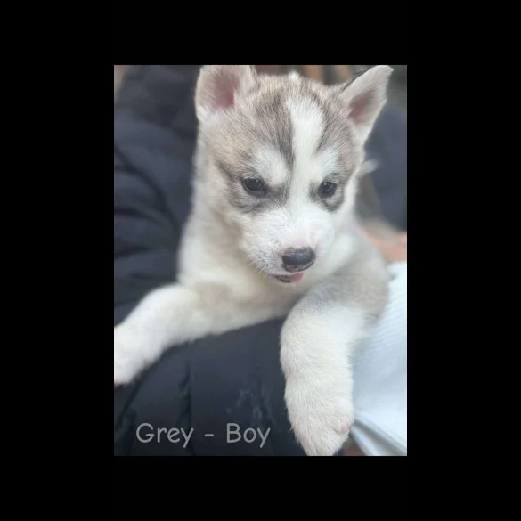 Siberian Husky - Both