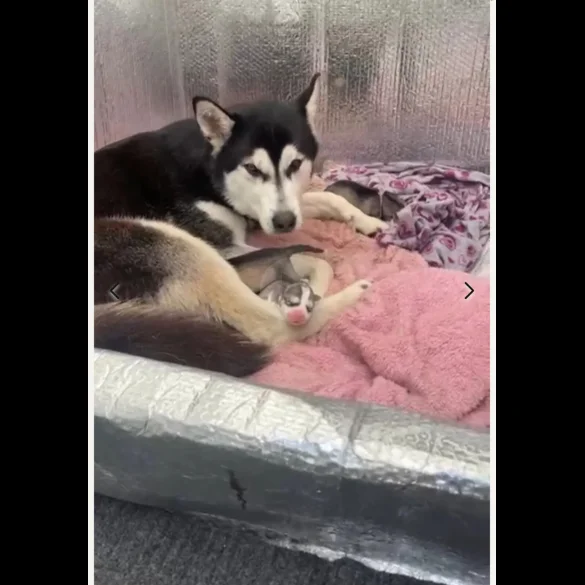 Siberian Husky - Both