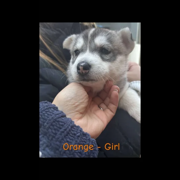 Siberian Husky - Both