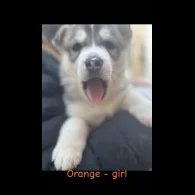 Siberian Husky - Both