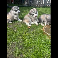 Siberian Husky - Both