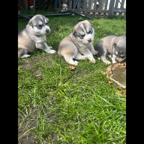 Siberian Husky - Both