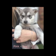 Siberian Husky - Both
