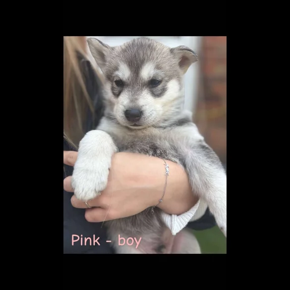 Siberian Husky - Both