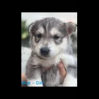 Siberian Husky - Both