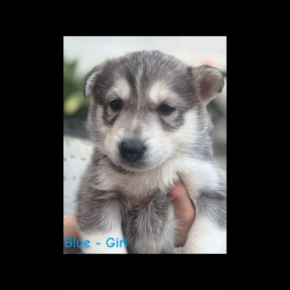 Siberian Husky - Both