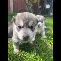 Siberian Husky - Both