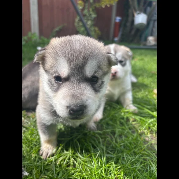 Siberian Husky - Both