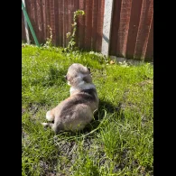 Siberian Husky - Both