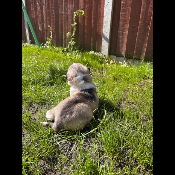 Siberian Husky - Both