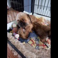 Shih Tzu - Dogs