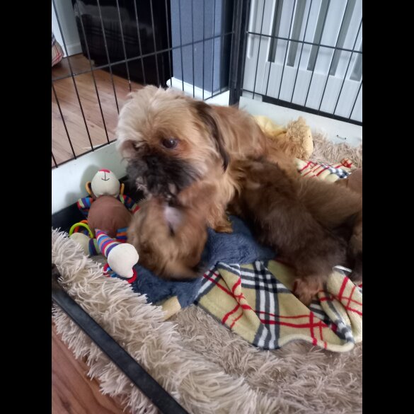 Shih Tzu - Dogs