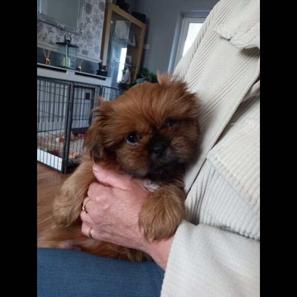 Shih Tzu - Dogs