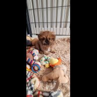 Shih Tzu - Dogs