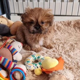 Shih Tzu - Dogs