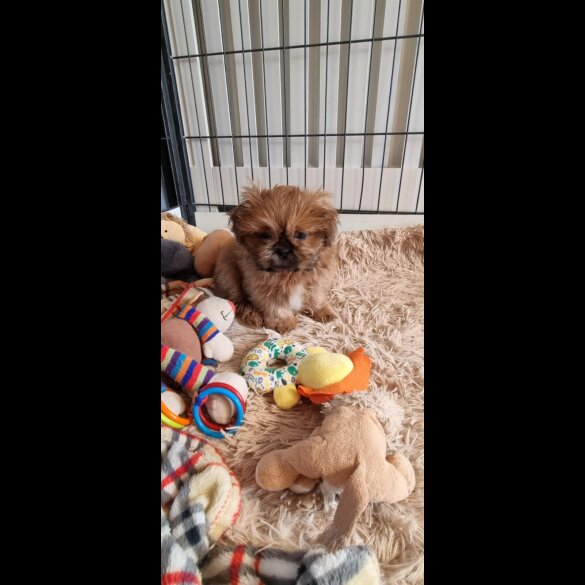 Shih Tzu - Dogs