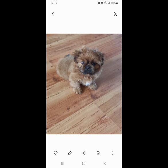 Shih Tzu - Dogs