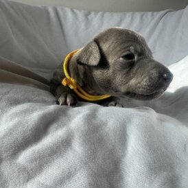 Italian Greyhound - Both
