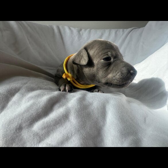 Italian Greyhound - Both