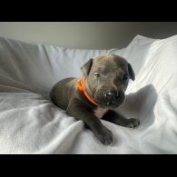 Italian Greyhound - Both