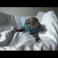 Italian Greyhound - Both