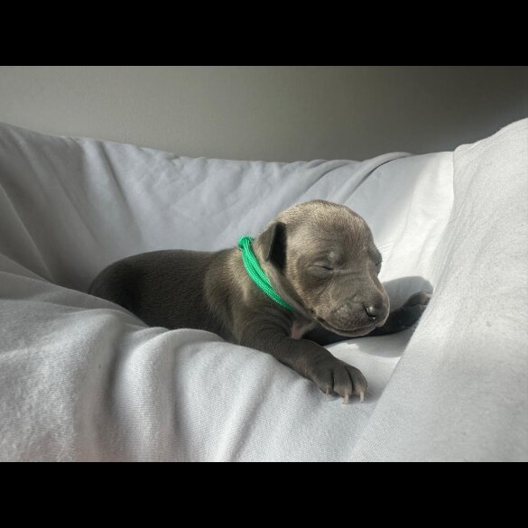 Italian Greyhound - Both