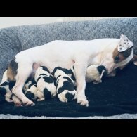 Jack Russell - Both