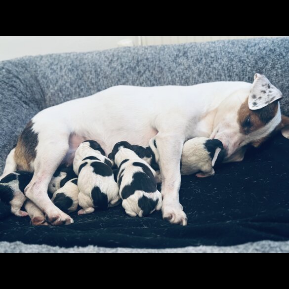 Jack Russell - Both