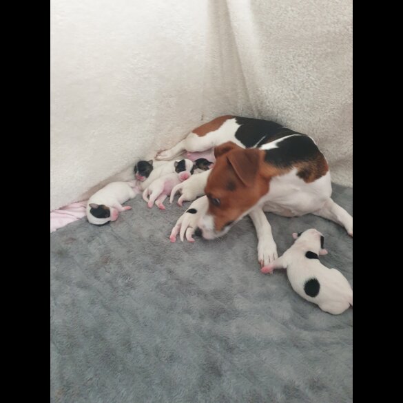 Jack Russell - Both