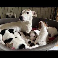 Jack Russell - Both