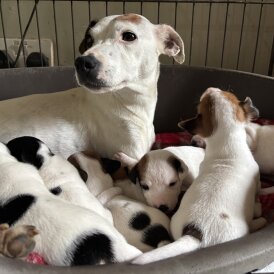 Jack Russell - Both