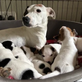 Jack Russell - Both
