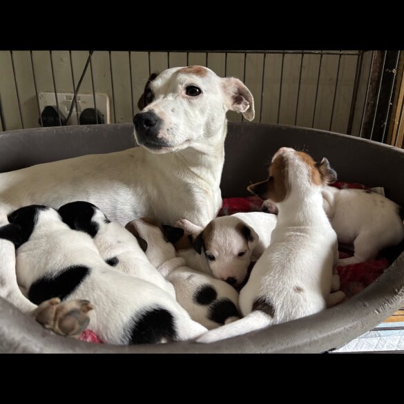 Jack Russell - Both