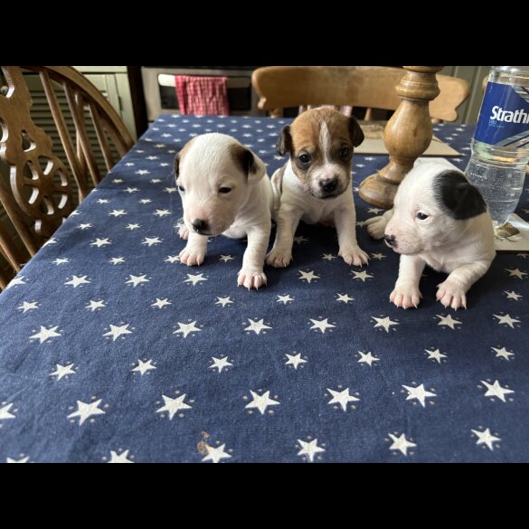 Jack Russell - Both