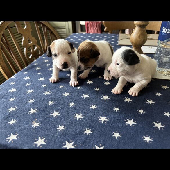 Jack Russell - Both