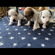 Jack Russell - Both