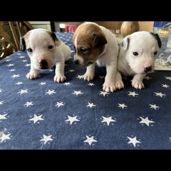 Jack Russell - Both