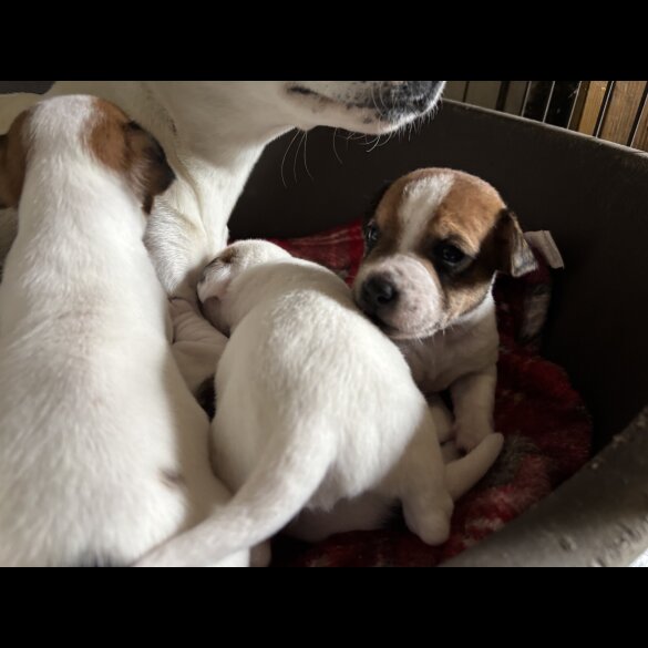 Jack Russell - Both