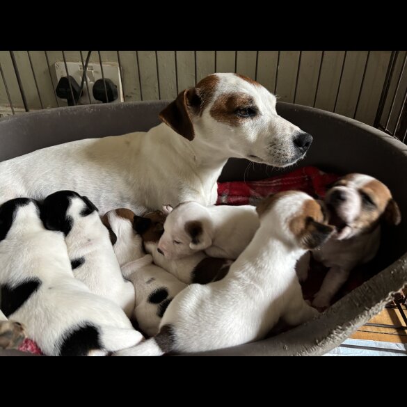 Jack Russell - Both
