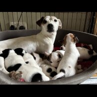 Jack Russell - Both