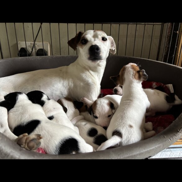 Jack Russell - Both