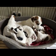 Jack Russell - Both