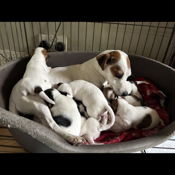 Jack Russell - Both