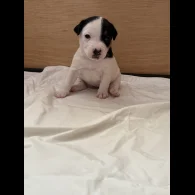 Jack Russell - Bitches